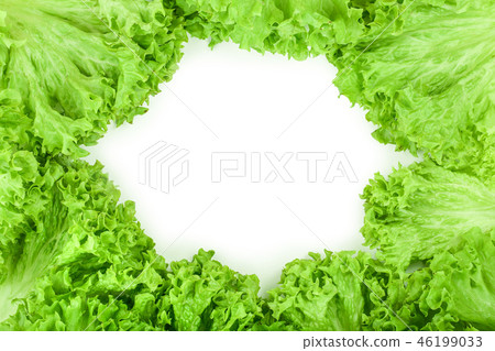 Lettuce leaf isolated on white background with copy space for your text. Set or collection Lettuce leaf isolated on white background with copy space for your text. Set or collection 46199033