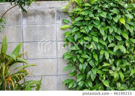 Peach berry of block moth 46199153