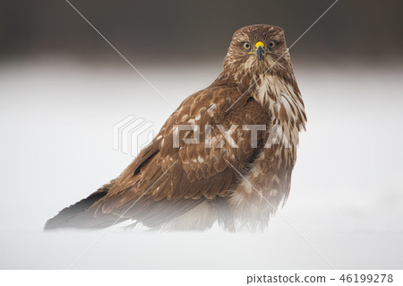 Alert common buzzard, Buteo buteo, sitting on snow in winter. Alert common buzzard, Buteo buteo, sitting on snow in winter. 46199278