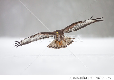Wild common Buzzard, Buteo buteo, flying over snow. Wild common Buzzard, Buteo buteo, flying over snow. 46199279