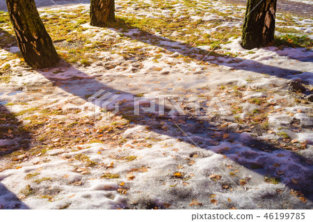 Yellow birch leaves under the snow, melted with sunlight. 46199785