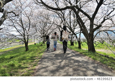 Hanami family Hanami family 46199823