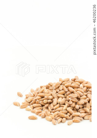 Spelled Wheat(Farro):斯佩爾德(法羅) Spelled Wheat(Farro):斯佩爾德(法羅) 46200236