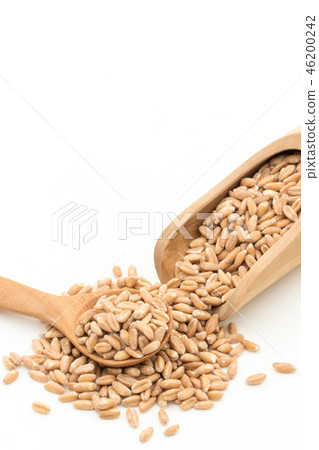 Spelled Wheat (Farro): Spelt (Farro) 46200242