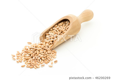 有機種植的拼寫小麥（Farro）：有機拼寫（Farro） 46200269