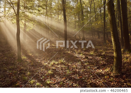 Forest with light rays Forest with light rays 46200465