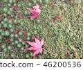 Moss and autumn leaves 46200536