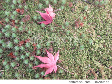 Moss and autumn leaves Moss and autumn leaves 46200536