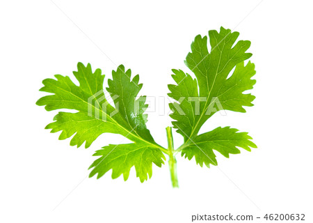 Fresh green parsley 46200632