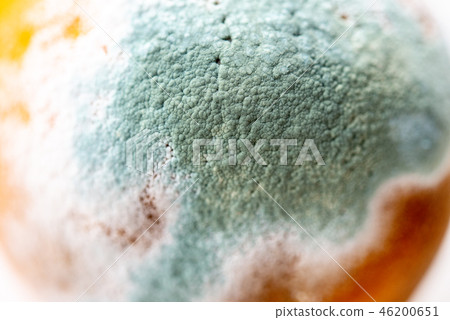 Green mold on orange 46200651