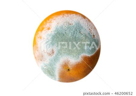 Orange in mold 46200652