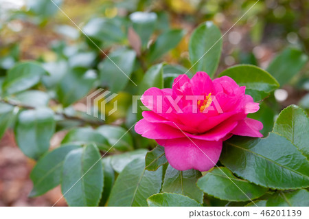 Tsubaki camellia Tsubaki winter flowers 46201139