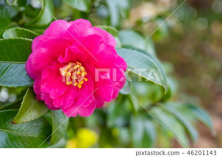 Tsubaki camellia Tsubaki winter flowers Tsubaki camellia Tsubaki winter flowers 46201143