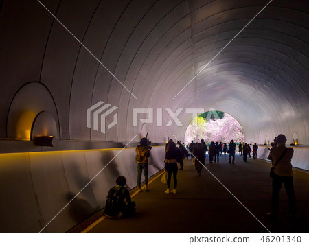 美穗博物館隧道和櫻花 46201340