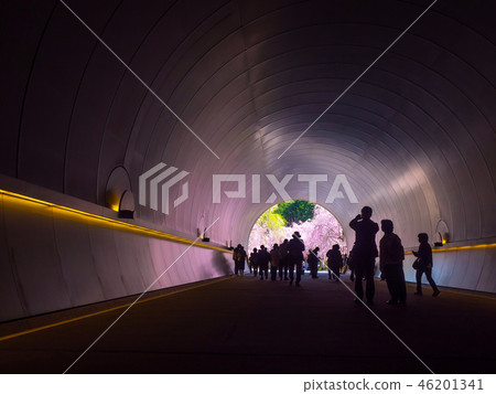 美穗博物館隧道和櫻花 46201341