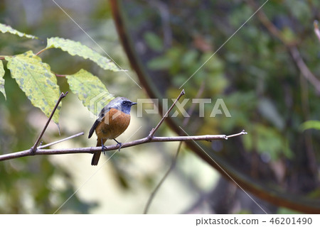 [Male of Redstart] Curved road mirror and wild birds [Late Autumn] 46201490