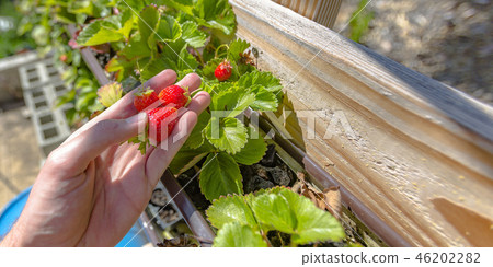 Hand holding strawberries on an aquaponics farm Hand holding strawberries on an aquaponics farm 46202282