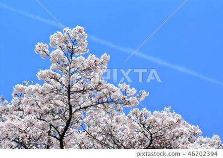 Yoshino cherry tree in full bloom 46202394