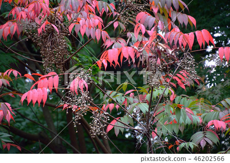 秋天的葉子和果實 46202566