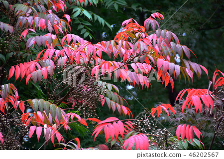 秋天的葉子和果實 46202567