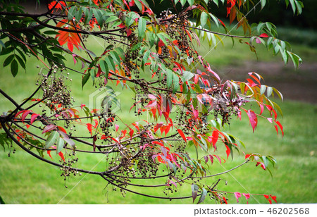 秋天的葉子和果實 46202568