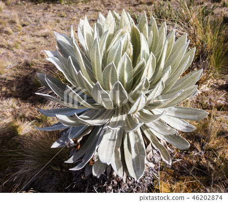 Paramo de Oceta Espeletia Frailejones Mongui Boyaca Colombia 46202874