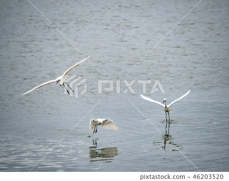 White heron in flight 46203520
