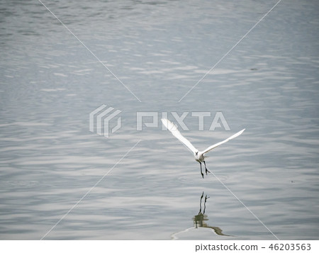 White heron in flight White heron in flight 46203563