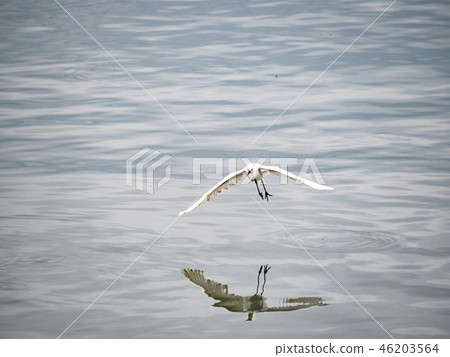 White heron in flight 46203564