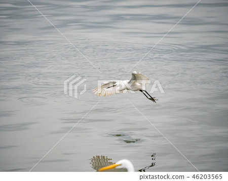 White heron in flight White heron in flight 46203565