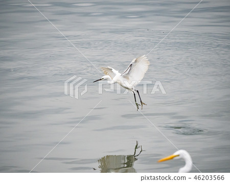 White heron in flight White heron in flight 46203566