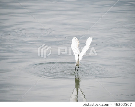 White heron in flight White heron in flight 46203567
