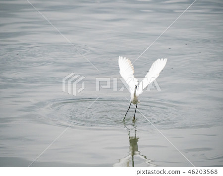 White heron in flight White heron in flight 46203568