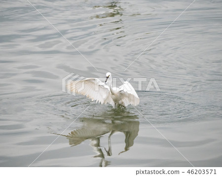 White heron in flight White heron in flight 46203571