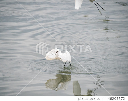 White heron in flight White heron in flight 46203572
