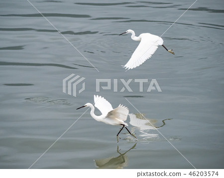 White heron in flight 46203574