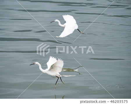 White heron in flight White heron in flight 46203575