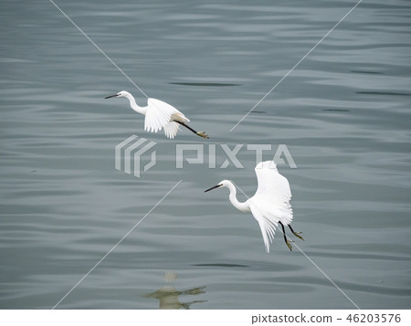White heron in flight White heron in flight 46203576