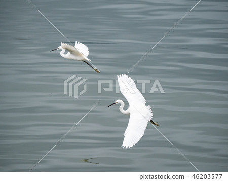 White heron in flight White heron in flight 46203577