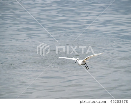 White heron in flight White heron in flight 46203578