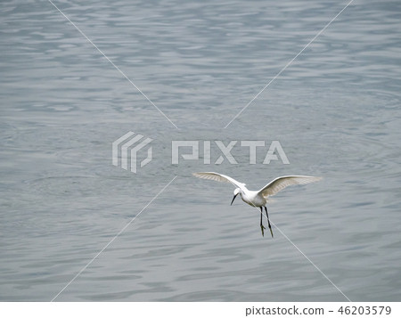 White heron in flight 46203579