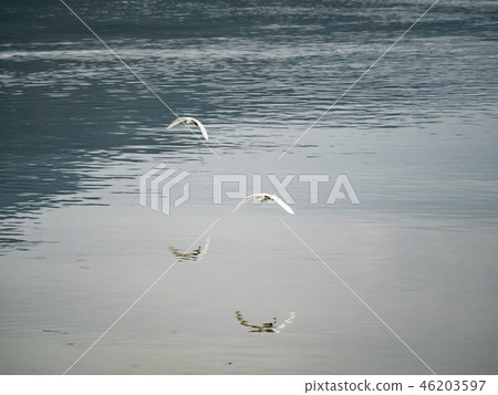 White heron in flight White heron in flight 46203597