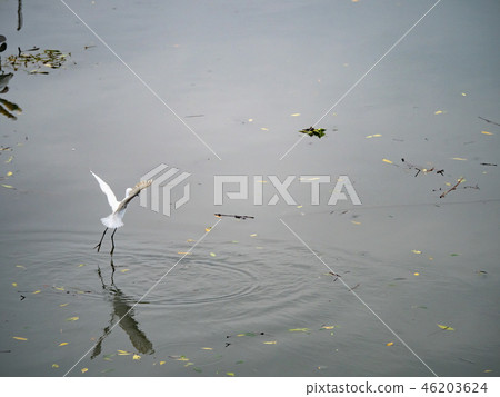 White heron in flight 46203624