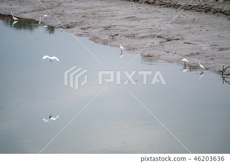 White heron in flight 46203636