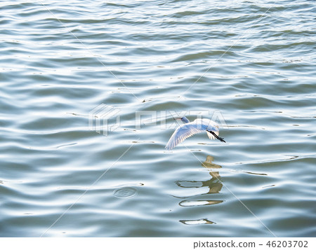 White heron in flight 46203702