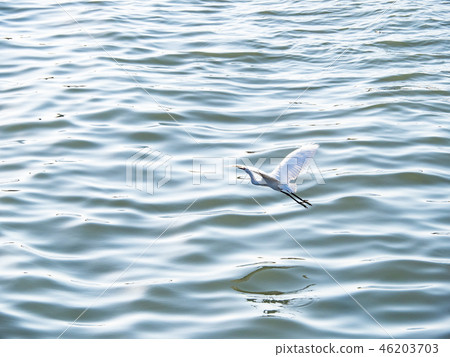 White heron in flight White heron in flight 46203703