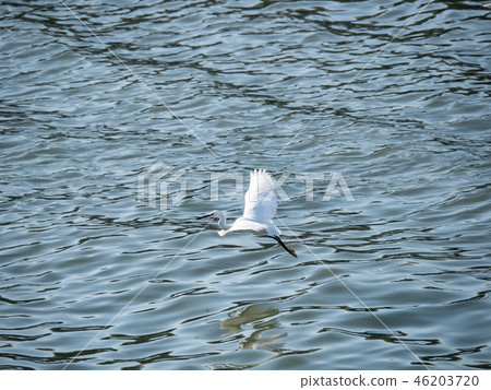 White heron in flight White heron in flight 46203720