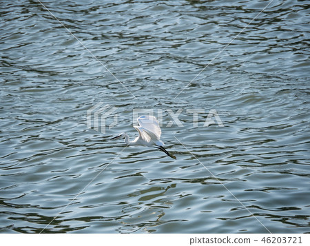 White heron in flight 46203721