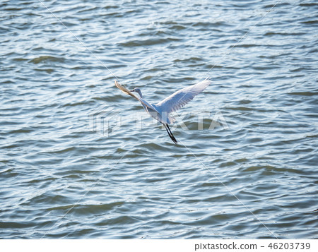 White heron in flight 46203739