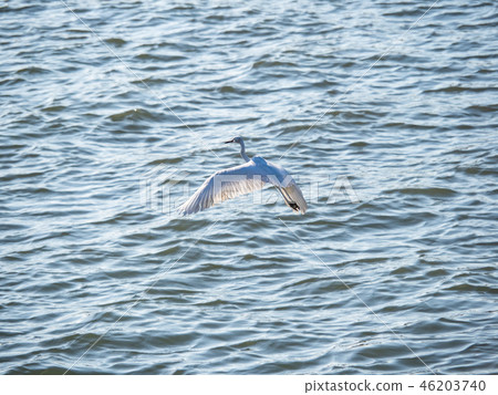 White heron in flight 46203740